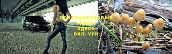 прущие грибы Надым